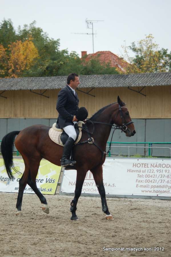 Śampionát mladých koní