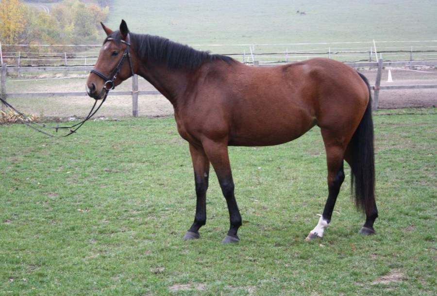 Výkonnostné skúšky furioso