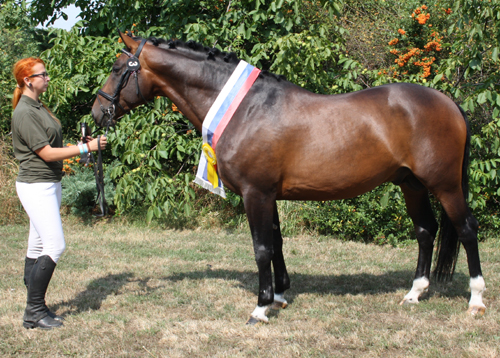 Sampion_vystavy_F_XL_Moric