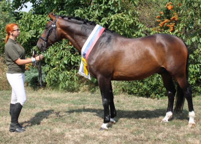 Sampion_vystavy_F_XL_Moric