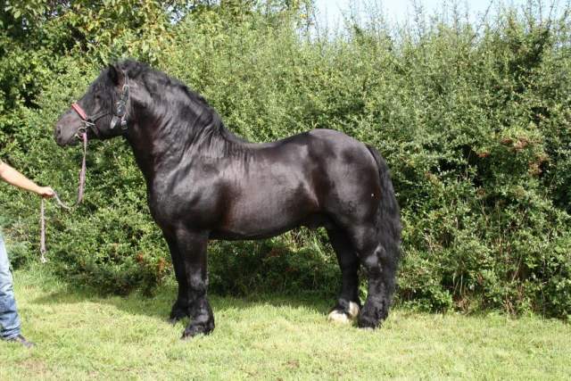 3770_tischler_vulkan_iv_giorgo