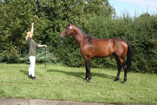 3814_furioso_xliv_Vitaz