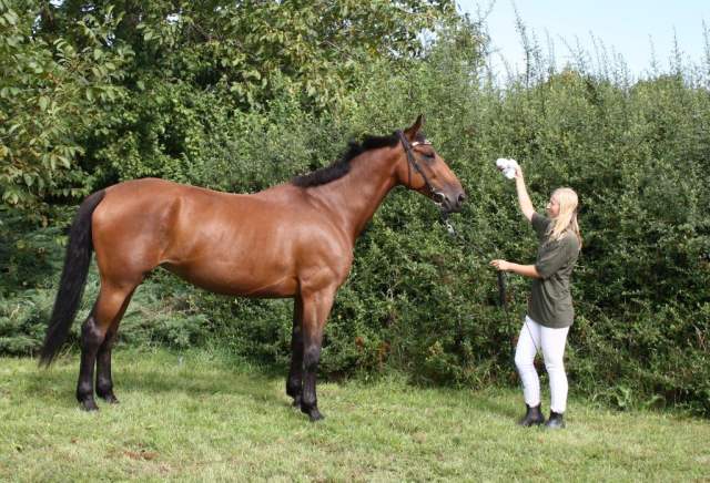 4811przedswit_xxiii-3_cokolada