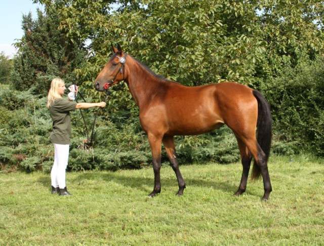 przedswit_xxxii-3_venezia