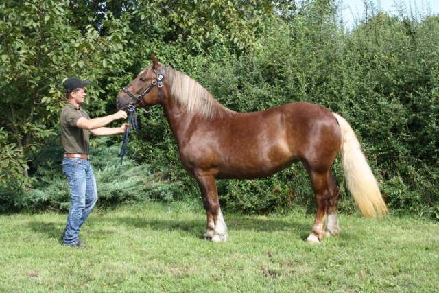 tischler_vulkan_i-17_jura