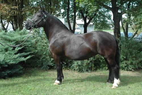 tischler_vulkan_i-9_kola