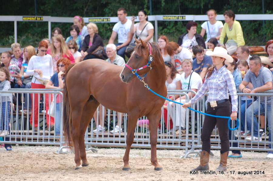 kon2014-nedela-arab-