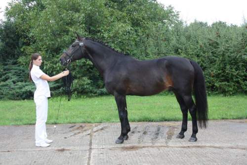 3692FuriosoXXXIVRedFernett