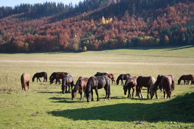 zrebce_na_Velkej_luke