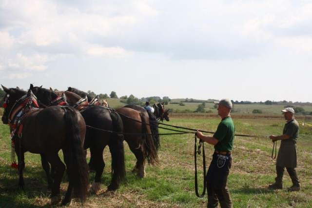 norici_muransky_po_orbe