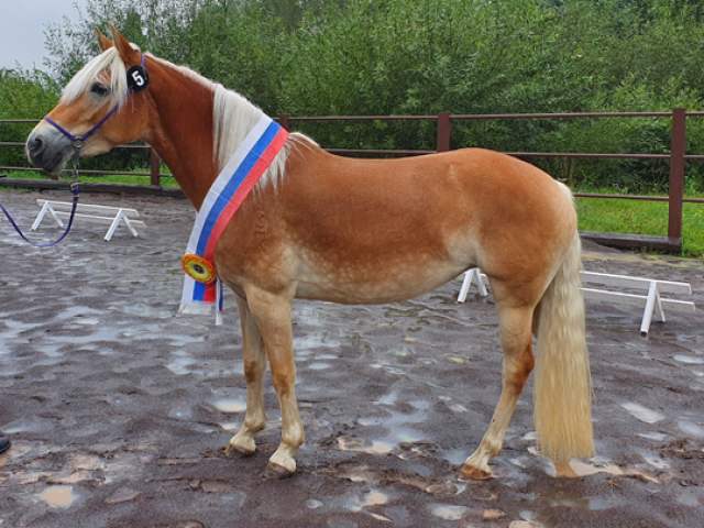 vitazka_zvodu_Destine