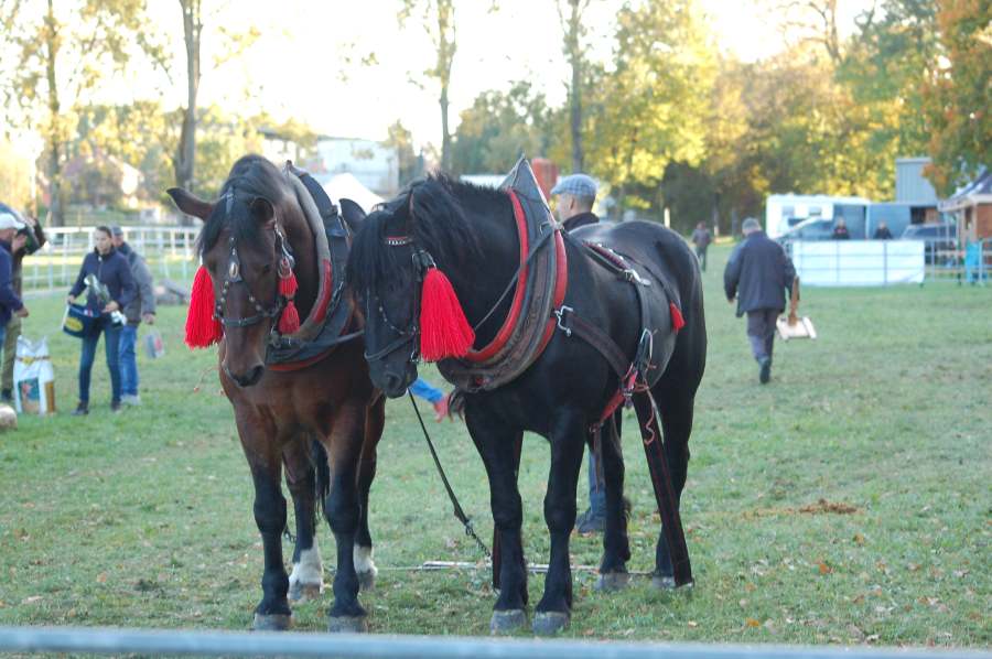 Spoločné furmanské majstrovstvá SR a ČR – NŽ Topoľčianky-Ťažký ťah