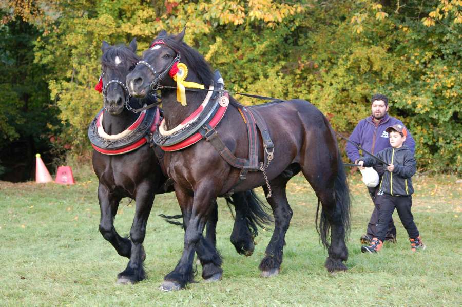 Spoločné furmanské majstrovstvá SR a ČR – NŽ Topoľčianky-Parkúr