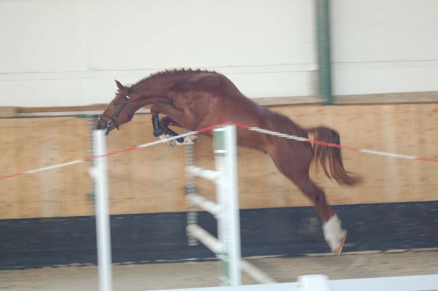 Výkonnostné_skúšky_teplokrvných_žrebcov_Trenčín-Nozdrkovce