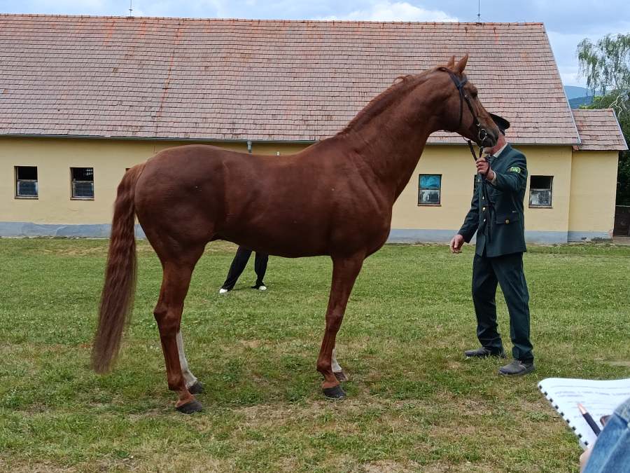 Jarná bonitácia NŽ Topoľčianky 13.05.2026
