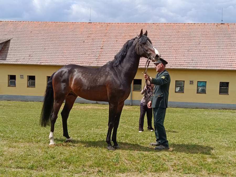 Jarná bonitácia NŽ Topoľčianky 13.05.2026
