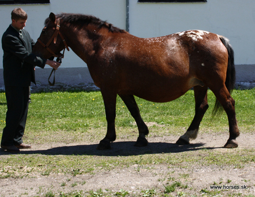 Hubír z Ostřetína 1
