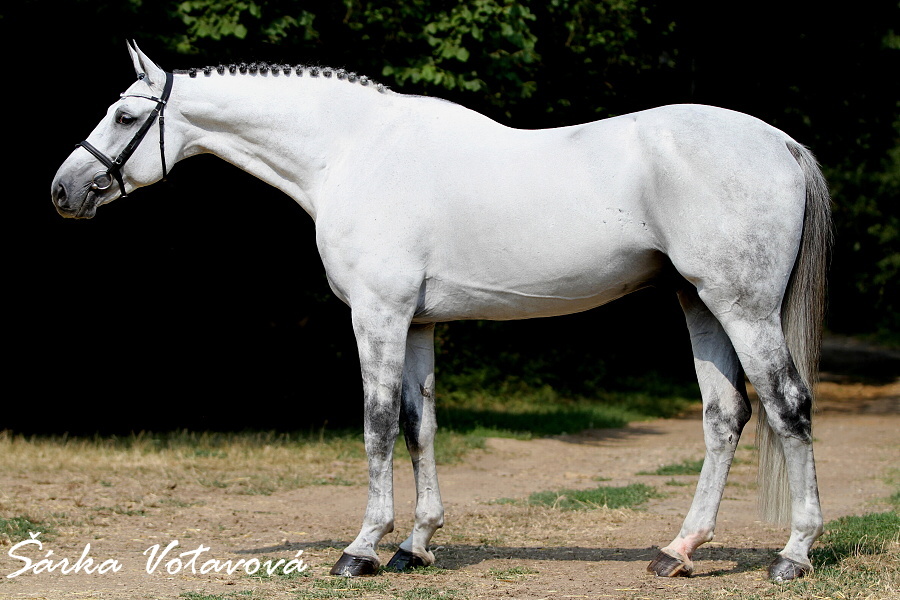 Koheilan VIII-11 SK/Kodžira