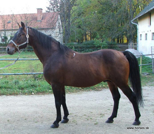 North Star XI (NS VIII-30)