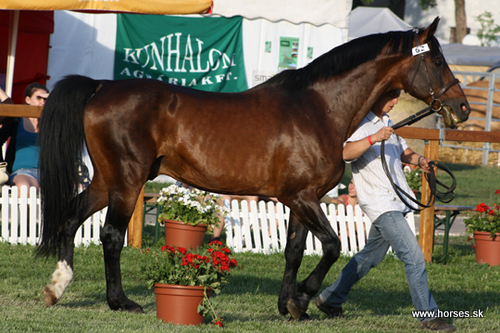 Furioso XXIV (F XVIII-3) Frenky