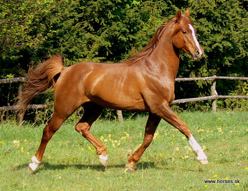 Przedswit XXII-7 Perla