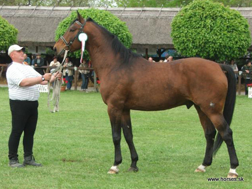 Catalin XI (C VIII-7 ) Cassius