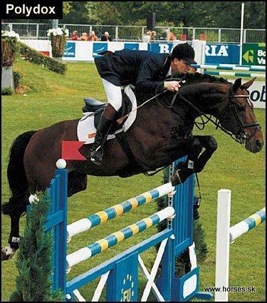 Shagya II-3  B 93003Sh02