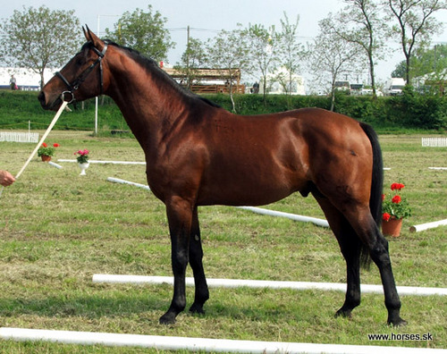 Nonius XL-32