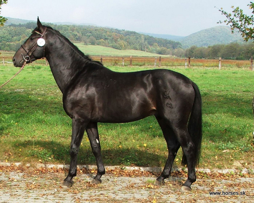 Przedswit XXVIII (P XXII-2)