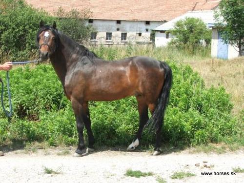 Csányoszró-4 Gitár