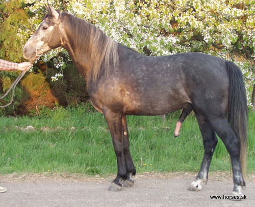 Cedra