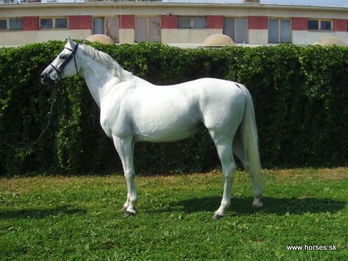 El Nabila B (Amurath Sahib V)