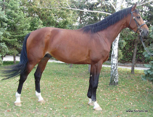 Nonius XIX-2 SK/Leticia