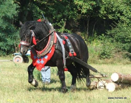 Galvani Diamant IV/Luboš