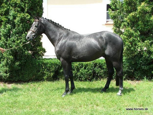 Maestoso VII-3