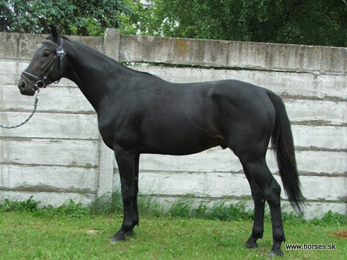 Shagya XX-14