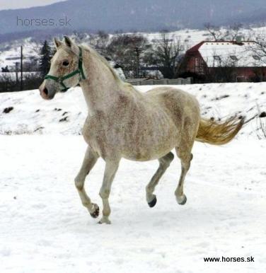 Kuhailan Urkub II  Kerim