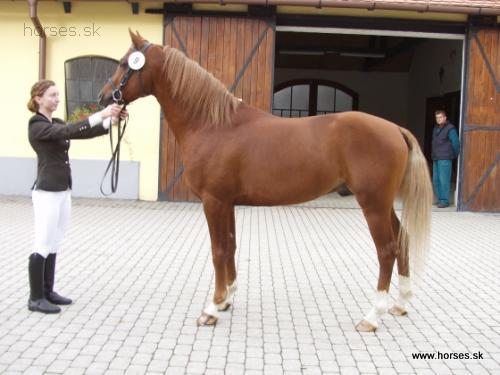 Sirocco-53