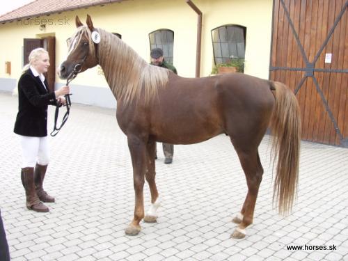 Siglavy Capriola VI-2-24