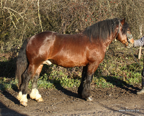 Saja