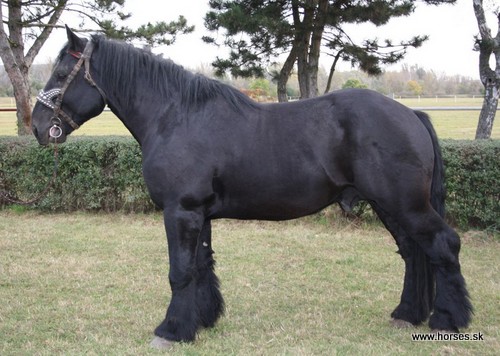 Furioso XXVII-25