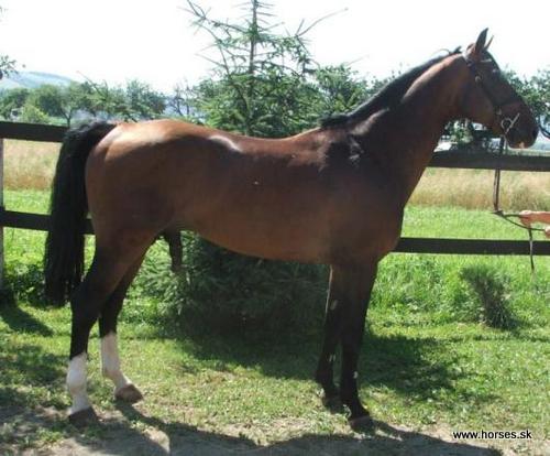 Alexander der Grosse 6