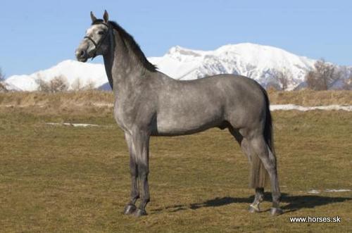 Furioso I-6