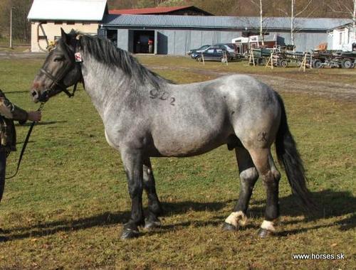 Galvani Diamant VII/Goliáš