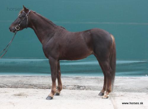 Neugot z Netolic I-51 SK/Iľa