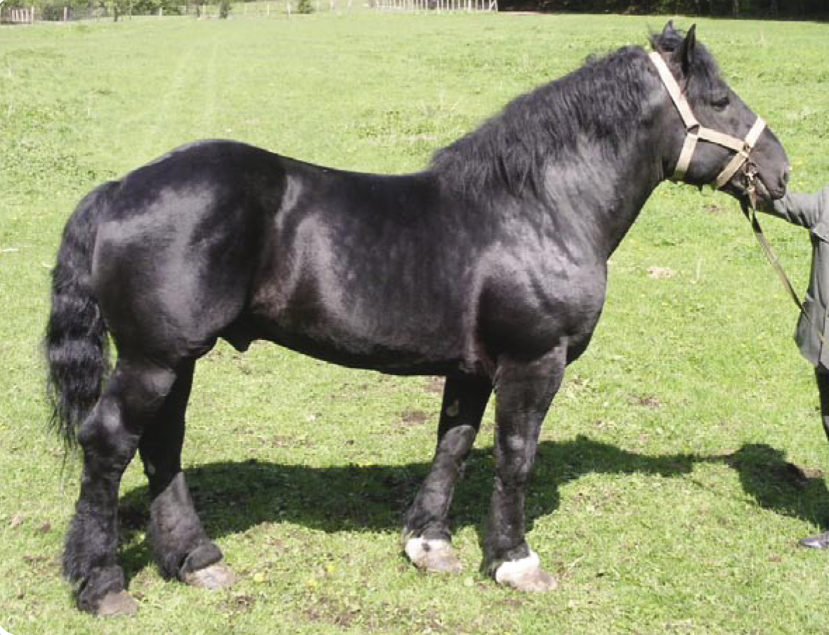 Galvani Diamant XIV  s.v.