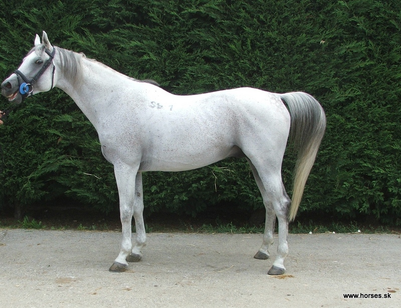 Siglavy Bagdady IX/S.Bagd I-22