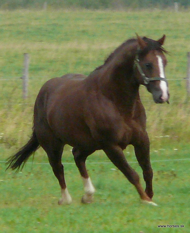 Genuine Kam  4391686