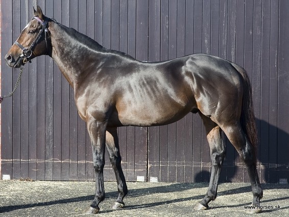 Calming Influence (IRE)
