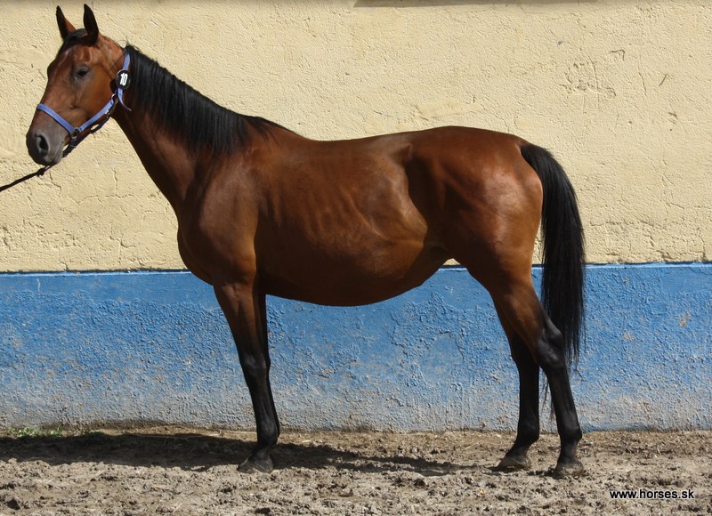 Furioso XX-20/Lucia
